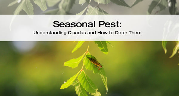 Seasonal Pests: Understanding Cicadas and How to Deter Them