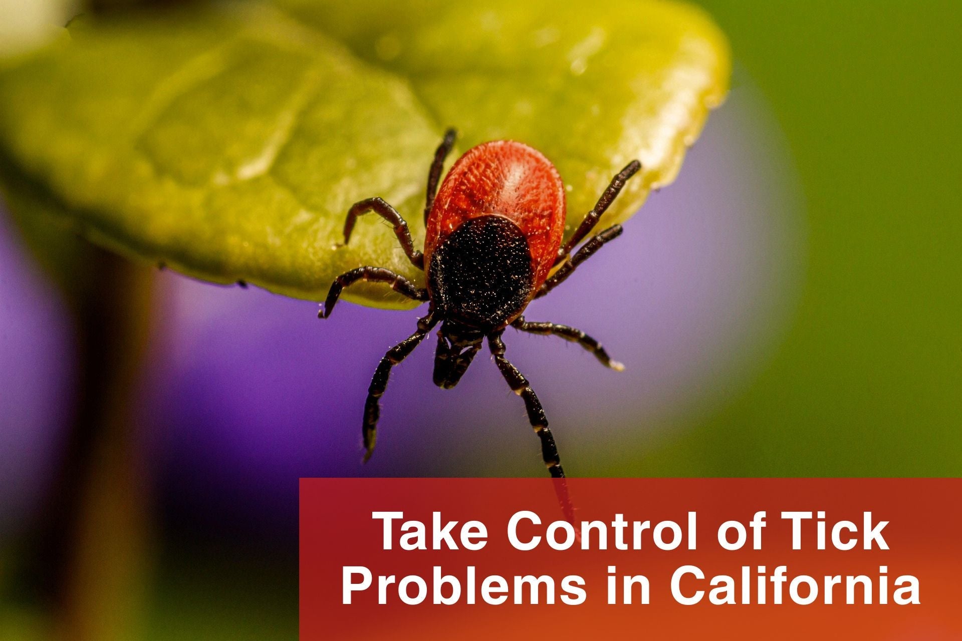 Take Control of Tick Problems in California