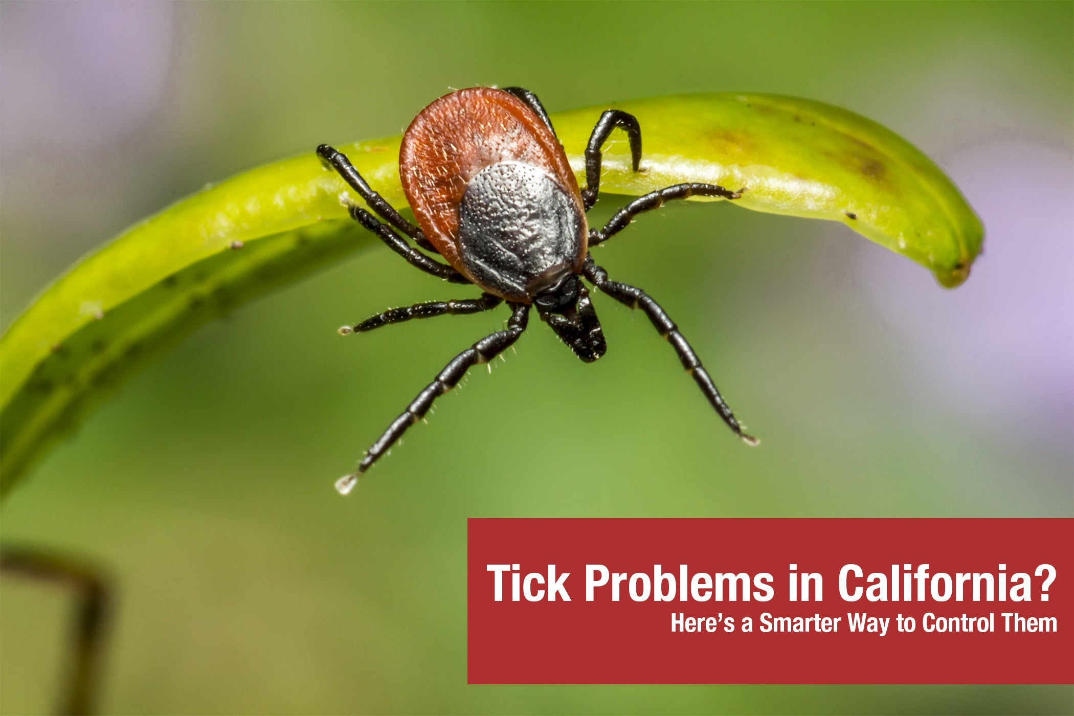 Tick Problems in California? Here’s a Smarter Way to Control Them