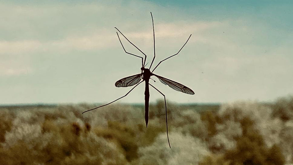 Ankle biter' mosquitoes invade Southern California