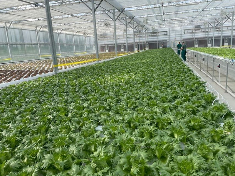 Efficient and Sustainable: Electric Backpack Sprayers for Greenhouse Agriculture