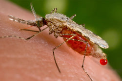 Emerging Threat: Alarming Rise of Malaria Cases in Florida and Texas