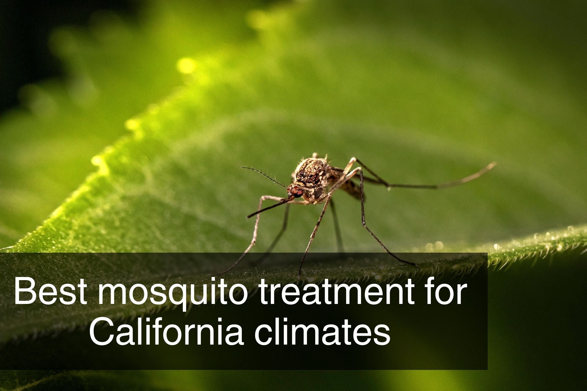 Best mosquito treatment for California climates