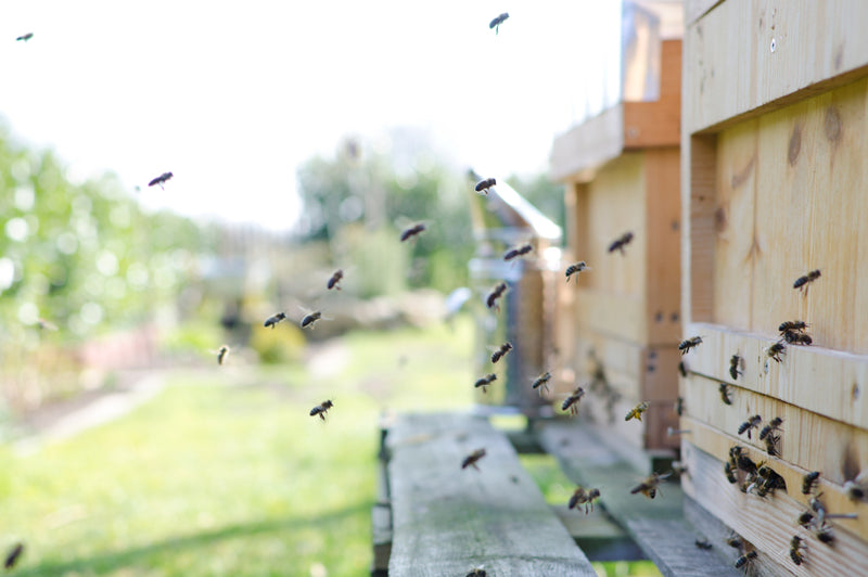 Eco-Friendly Mosquito Control: Protecting Your Backyard Without Harming Bees