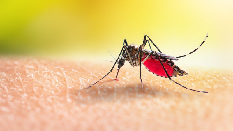 Are Mosquito Bites Dangerous? Understanding the Risks and Prevention