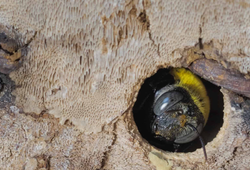 How to Get Rid of Carpenter Bees (Wood Bees)