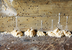 How to Prevent and Kill Woodworms and Woodboring Beetles