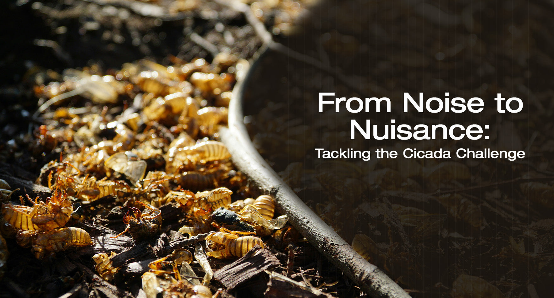 From Noise to Nuisance: Tackling the Cicada Challenge