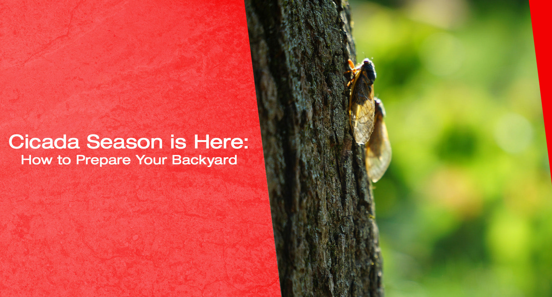 Cicada Season is Here: How to Prepare Your Backyard