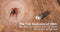 The Tick Explosion of 2025: Why the U.S. Is Facing Its Worst Tick Season Yet—and How to Fight Back