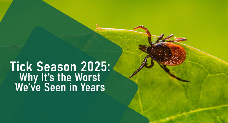 Tick Season 2025: Why It’s the Worst We’ve Seen in Years