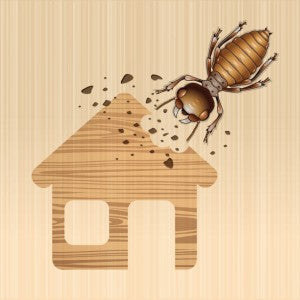 How to know if you need pest control or an exterminator?