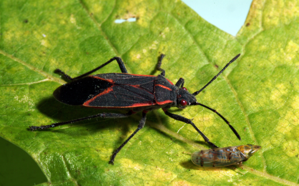 How to Kill Box Elder Bugs