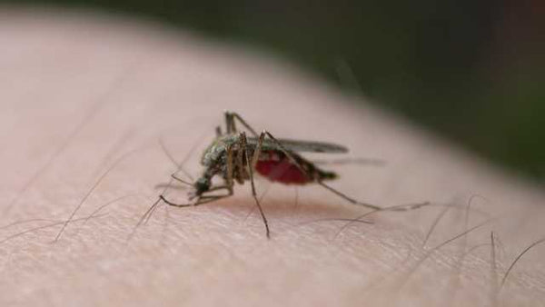 Can Mosquitoes Transmit HIV? Debunking a Common Misconception