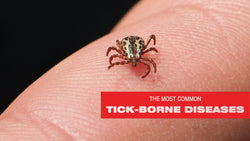 Tick Diseases You Need to Know About in the United States