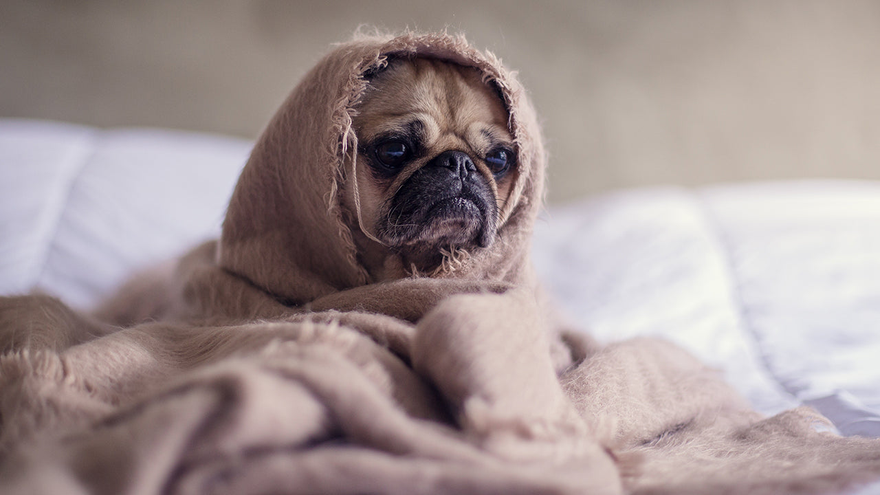Can My Pet Carry Coronavirus?