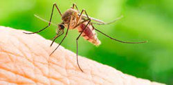 Are Mosquito Bites Hard? Understanding the Anatomy of Mosquito Bites