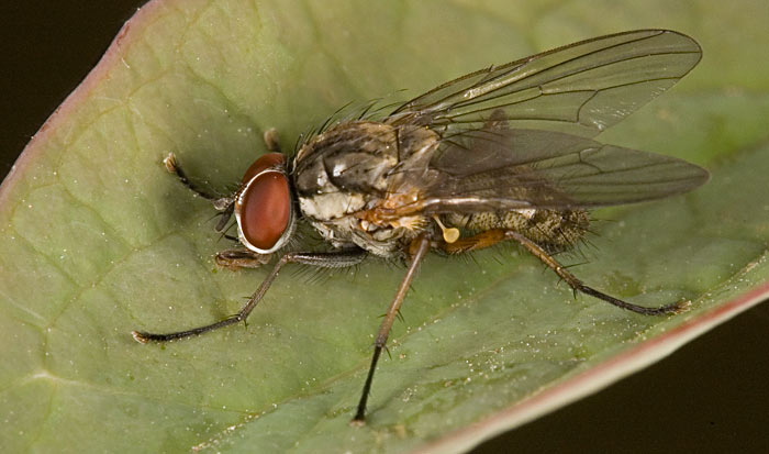 Pest Control Tips: Onion Fly