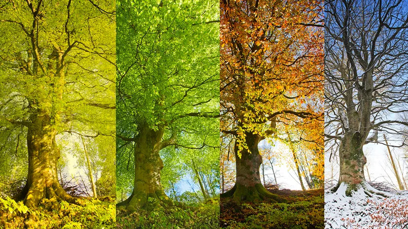Why pest management year-round is crucial