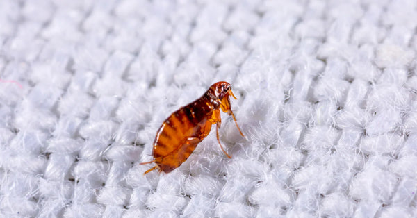 Will Pest Control Get Rid of Fleas? Unveiling the Truth Behind Professional Flea Management