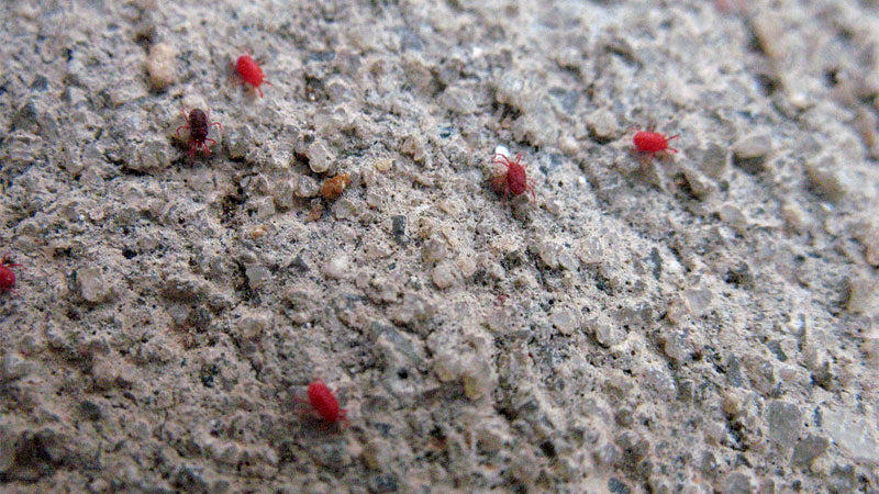Are Concrete Mites Harmful to Humans?
