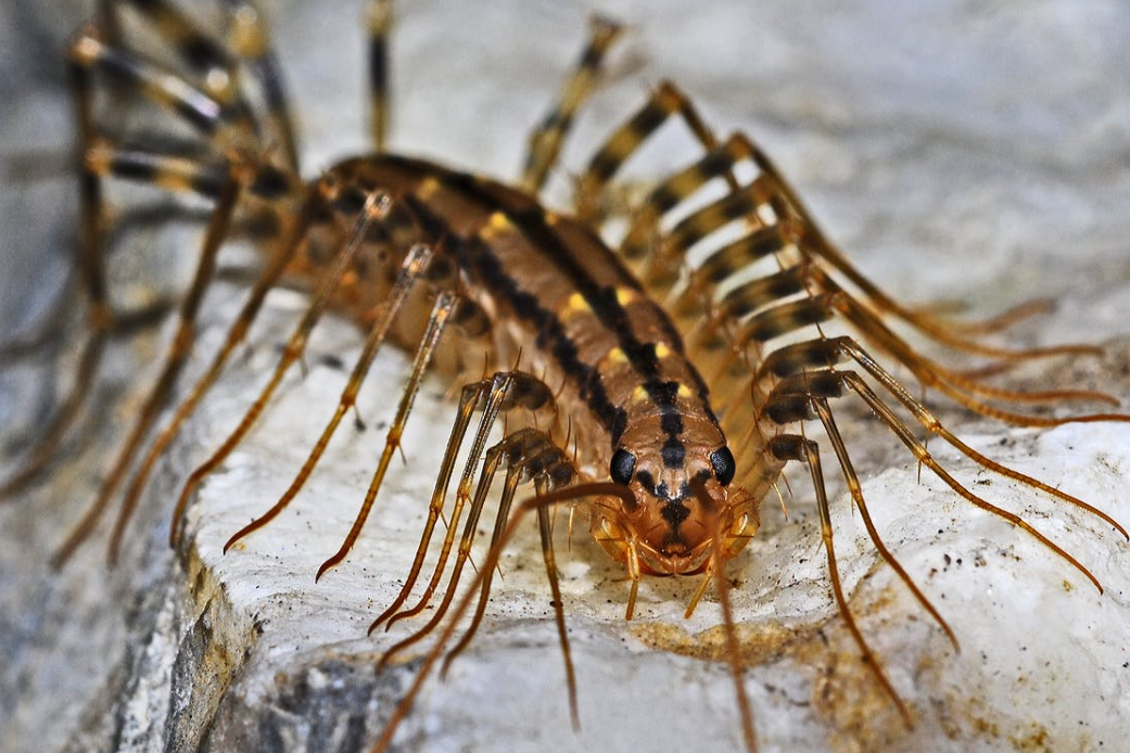How to Kill Centipedes Around Your Home