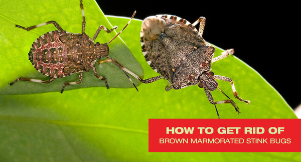 How to Get Rid of Brown Marmorated Stink Bug Killing Orchards