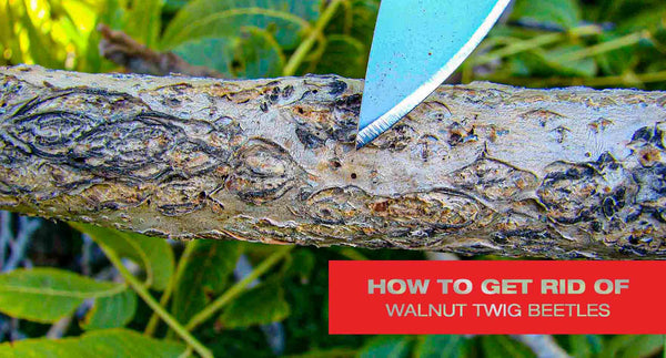 How to Get Rid of Walnut Twig Beetles