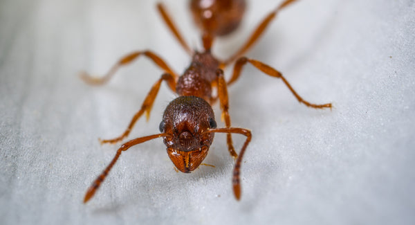 5 Ways To Eliminate Ants In Your Home