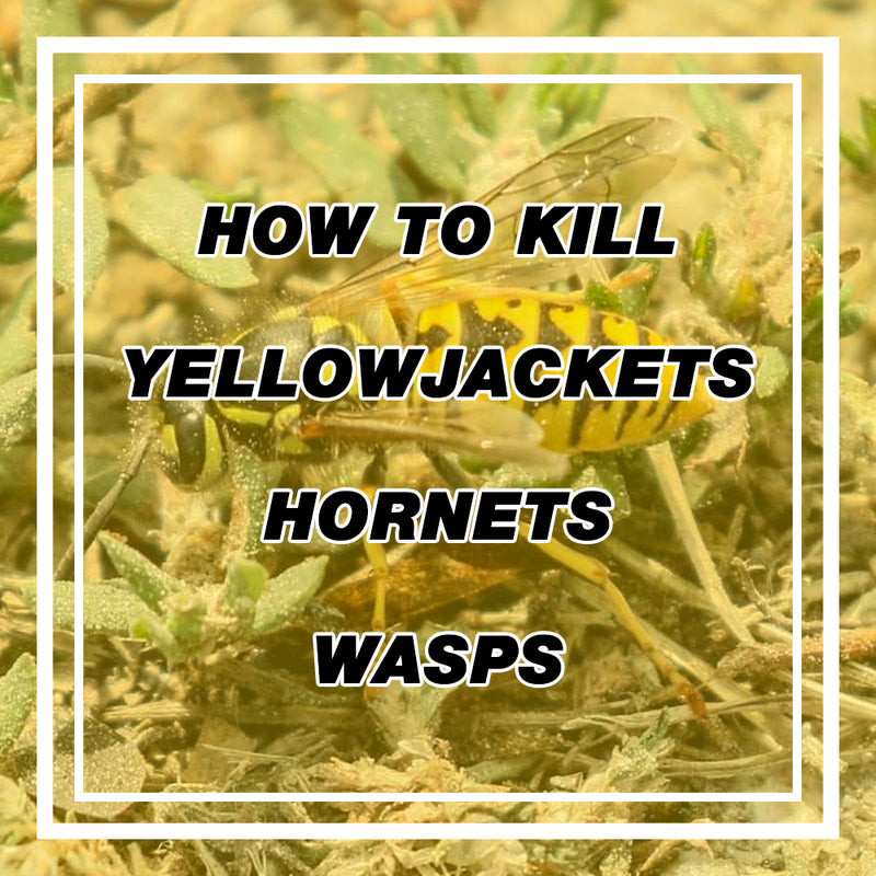 Remove Yellow Jackets, Wasps, and Hornets With These Proven Tips