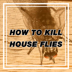 The Best Way to Prevent and Kill Flies in Your Home