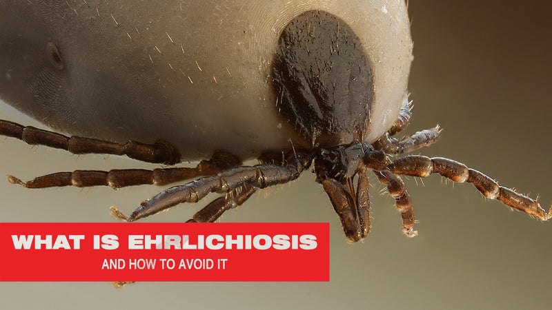 What Is Ehrlichiosis and How to Avoid It