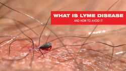 What Is Lyme Disease and How to Avoid It