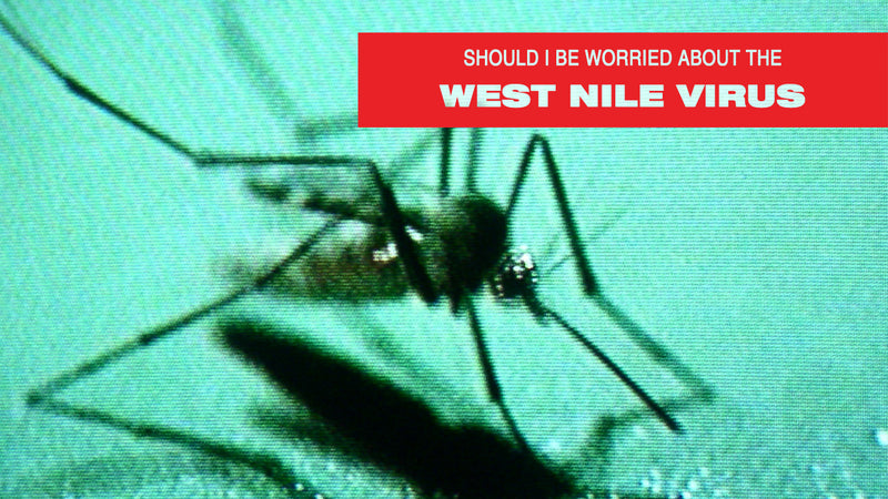 What is West Nile Virus And How to Avoid It