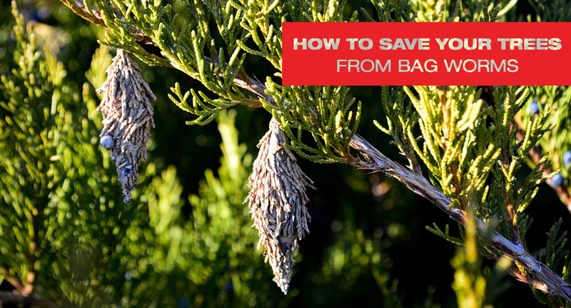 How to Save Your Trees From Bagworms