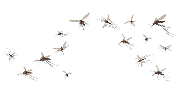 Can Mosquito Bites Make You Sick? Understanding Mosquito-Borne Illnesses