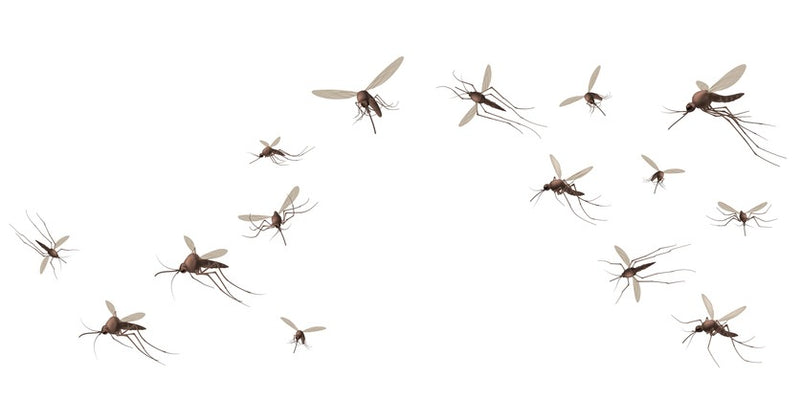 Can Mosquito Bites Make You Sick? Understanding Mosquito-Borne Illnesses