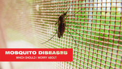 Mosquito Diseases You Need to Know About in the United States