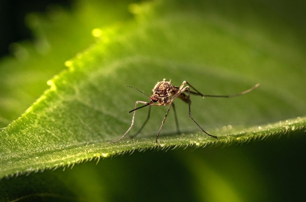 How to Get Rid of Mosquitoes in the Yard