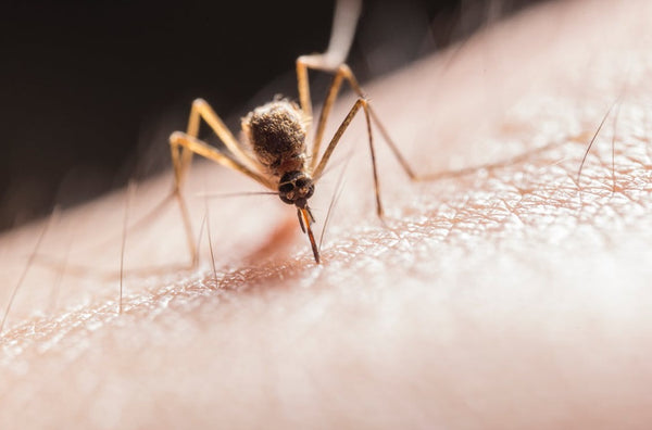 7 Tips for Killing Mosquitoes in 2023 (That Your Pest Control Company Won’t Tell You)