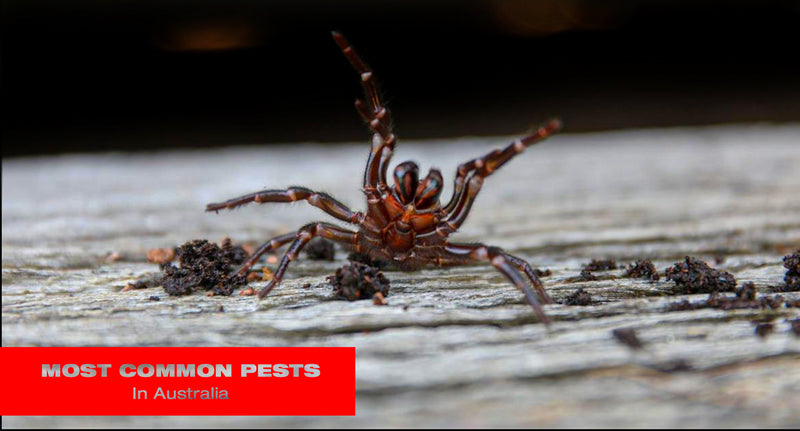 Most Common Pests in Australia - Sydney, Melbourne, Brisbane