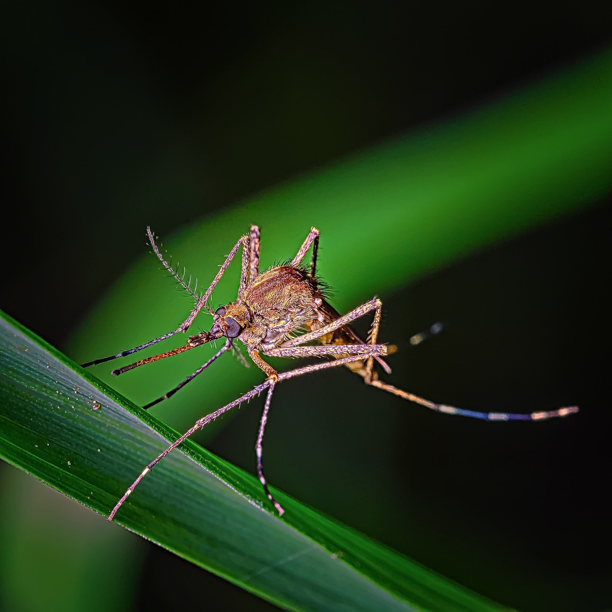 DIY Treatment Options To Get Rid Of Mosquitoes Indoors