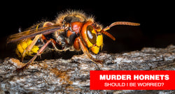 Should I Be Worried About Murder Hornets?