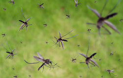 The Ultimate Guide to Mosquito Control for Your Yard