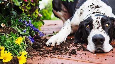 The Top 5 Dog-Safe Plants to Naturally Repel Mosquitoes