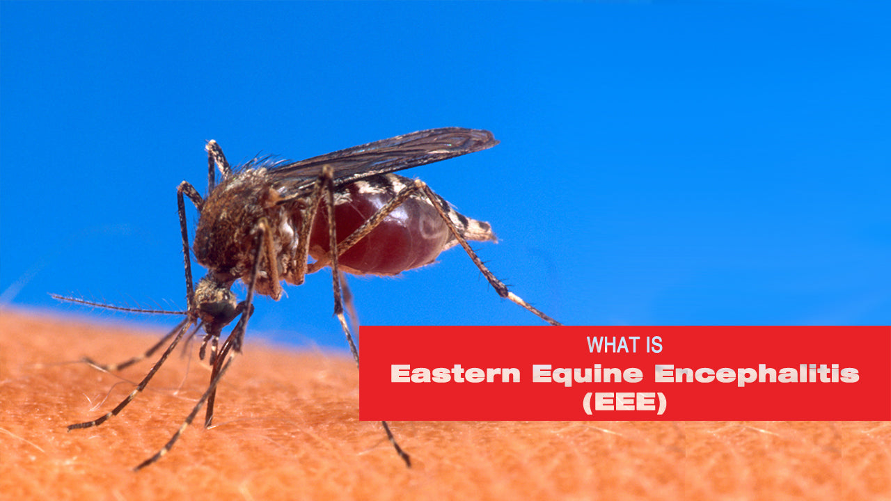 What is EEE or Triple E And How to Avoid It