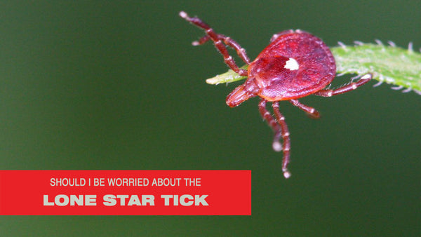 Should I Be Worried About the Lone Star Tick?