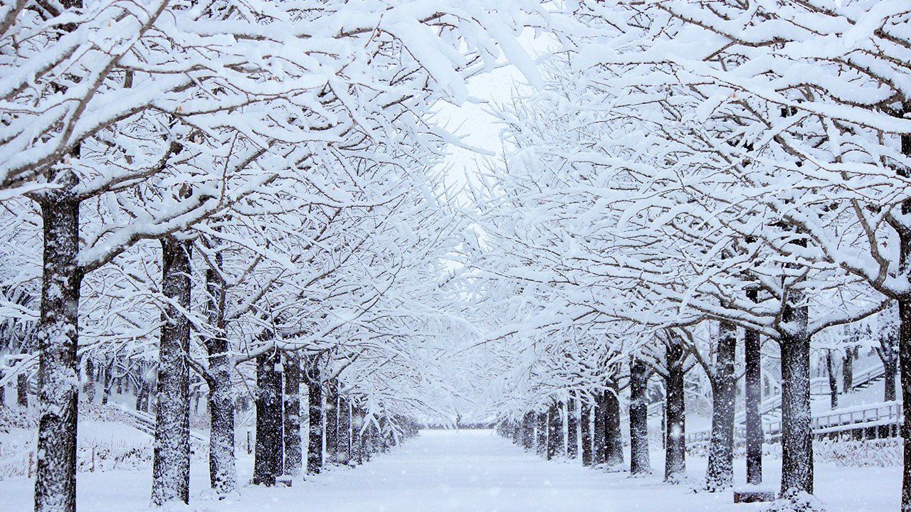 The importance of pest control in the winter